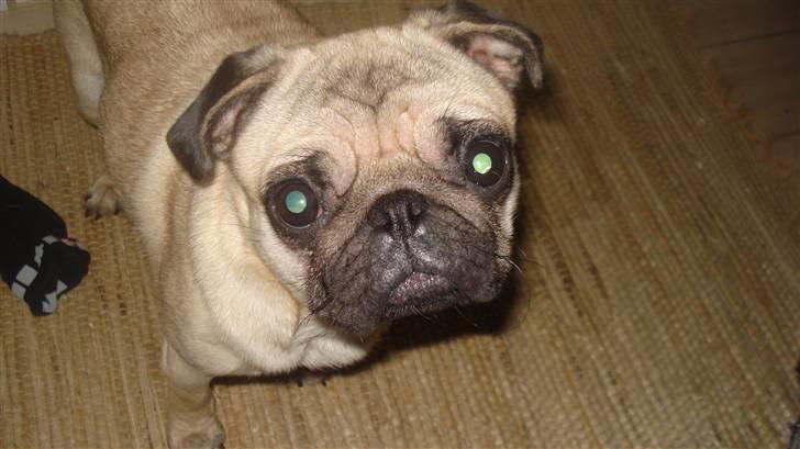 Mops Kayla billede 11