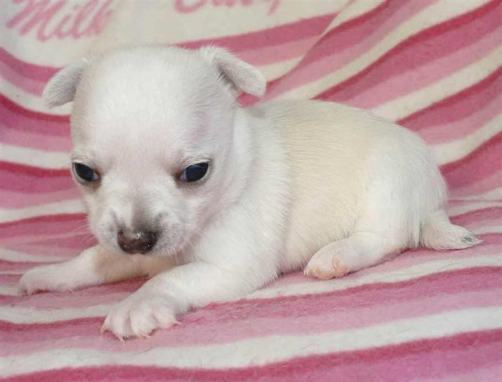 Chihuahua Dolly - Jeg er en farlig isbjørn! billede 1