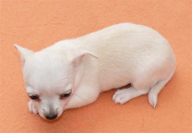 Chihuahua Dolly - Gud hvor er det kedeligt. billede 2