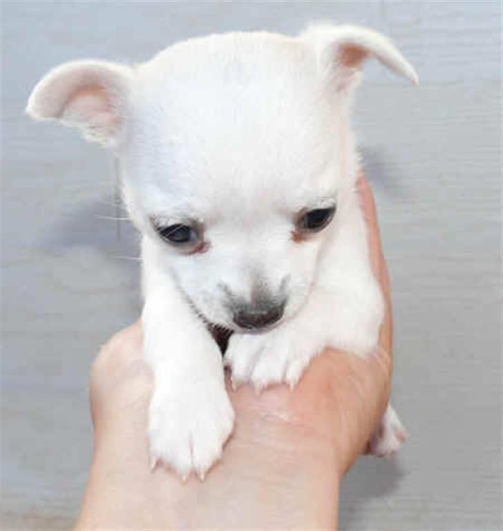 Chihuahua Dolly billede 3