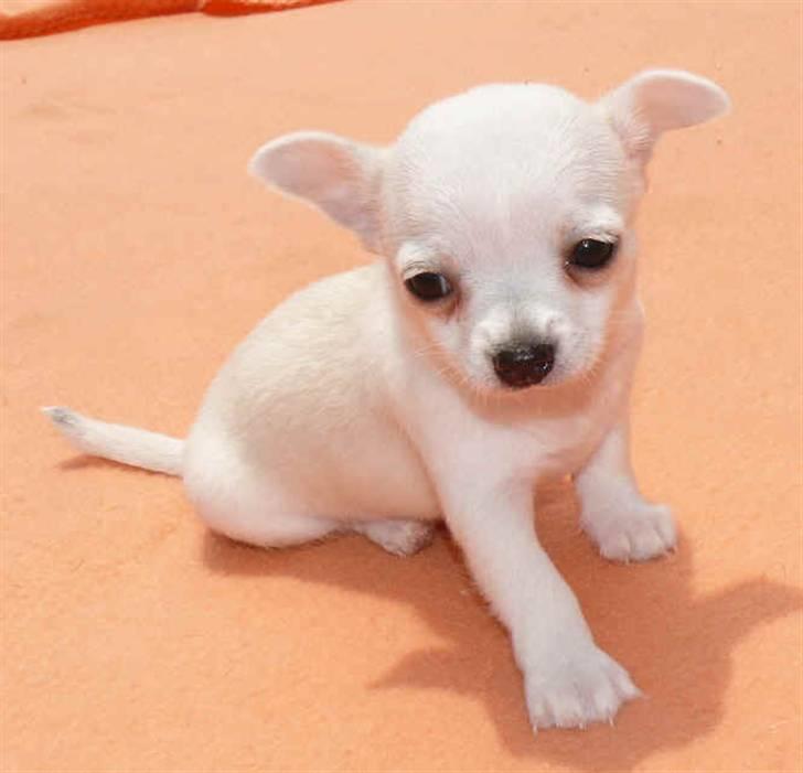 Chihuahua Dolly billede 4