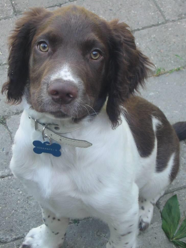 Engelsk springer spaniel Anton billede 1