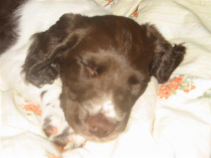 Engelsk springer spaniel Anton - Godnat. En lille lur midt på dangen.  billede 2