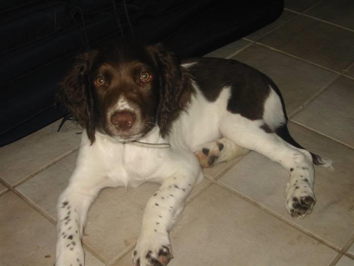 Engelsk springer spaniel Anton - Jeg har ikke lavet noget!! billede 3