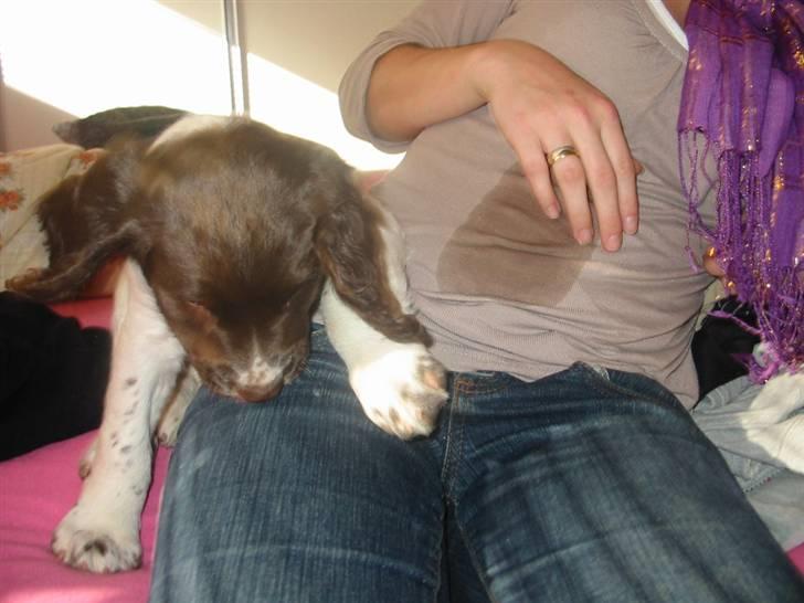 Engelsk springer spaniel Anton - Ups.. Jeg kunne vist ikke holde mig billede 4
