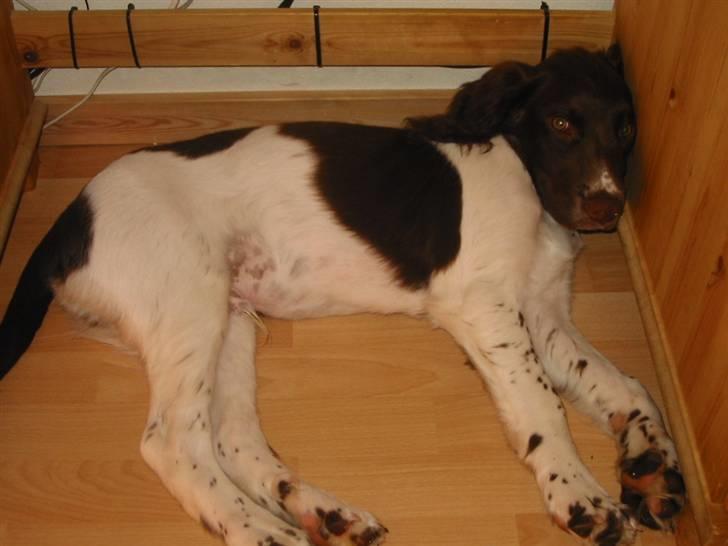 Engelsk springer spaniel Anton - Det er ikke sådan, når man bider min kurv og tæppe i stykker.  billede 5