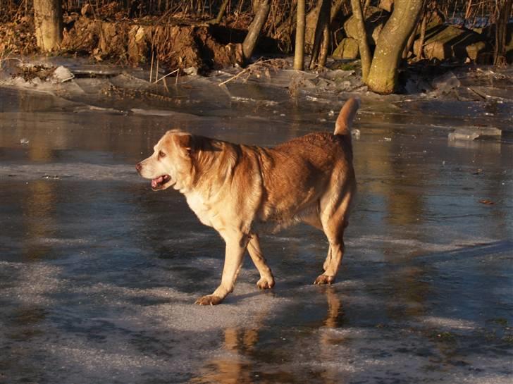 Blanding af racer Sille - Sille går en tur på isen :D billede 3