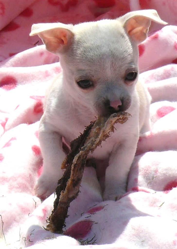 Chihuahua Luigi - Alt skal i munden og smages på.  billede 9
