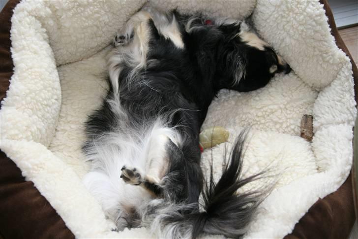 Chihuahua Chilli - sikke en sovestilling billede 10