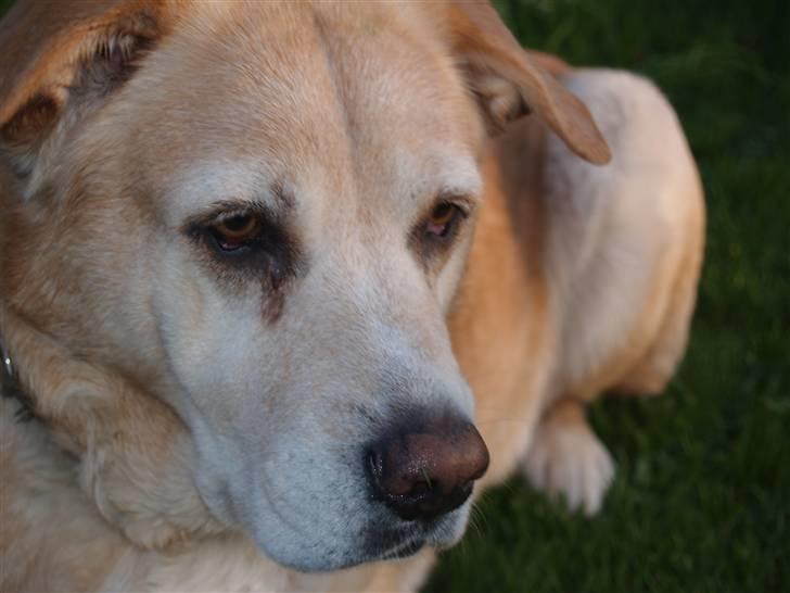 Blanding af racer Sille - Morhund!<3 billede 4