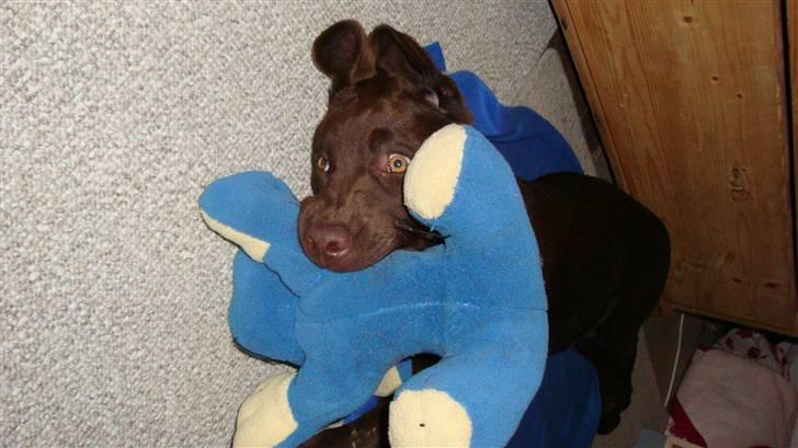 Labrador retriever Tyson billede 5