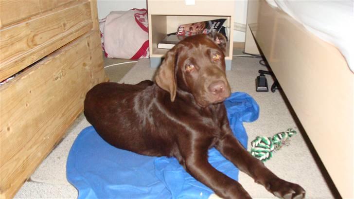 Labrador retriever Tyson billede 6