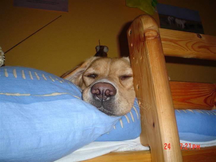 Blanding af racer Sille - Her ligger man da godt ;-) billede 5