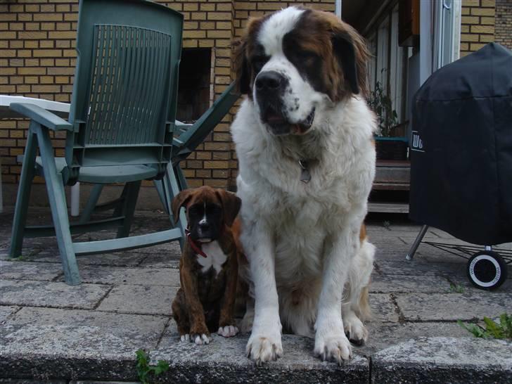 Boxer Coco Chanel - Coco og møffe ... billede 6