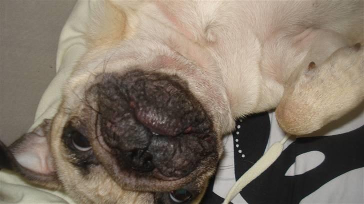 Mops Kayla billede 12