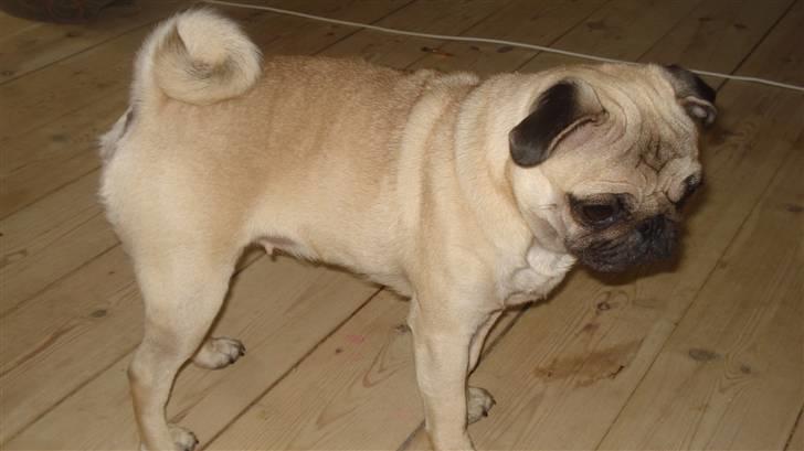 Mops Kayla billede 13