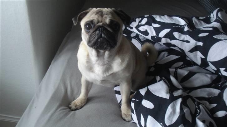 Mops Kayla billede 14