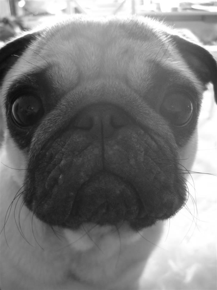 Mops Kayla billede 15