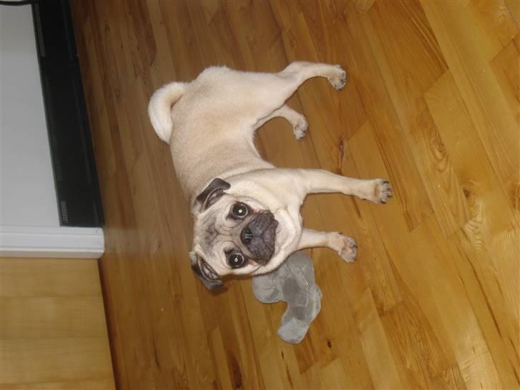 Mops Kayla billede 16