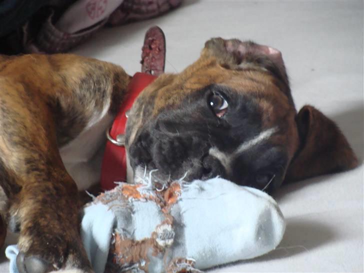 Boxer Coco Chanel -  baby coc leger med en strømpe :) billede 7