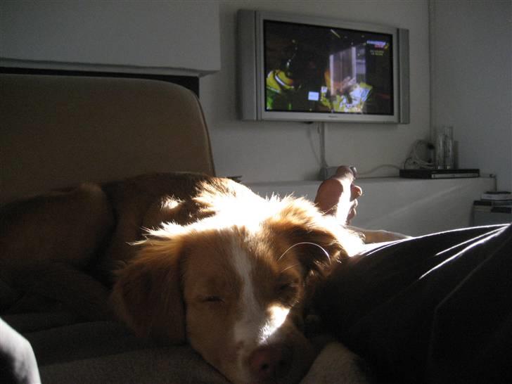 Nova scotia duck tolling retriever Molly - Sover SÅ dejligt billede 11