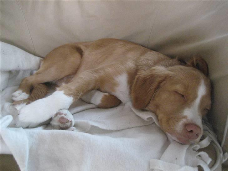 Nova scotia duck tolling retriever Molly - Nu må i ikke tro jeg atid sover ;-) billede 12