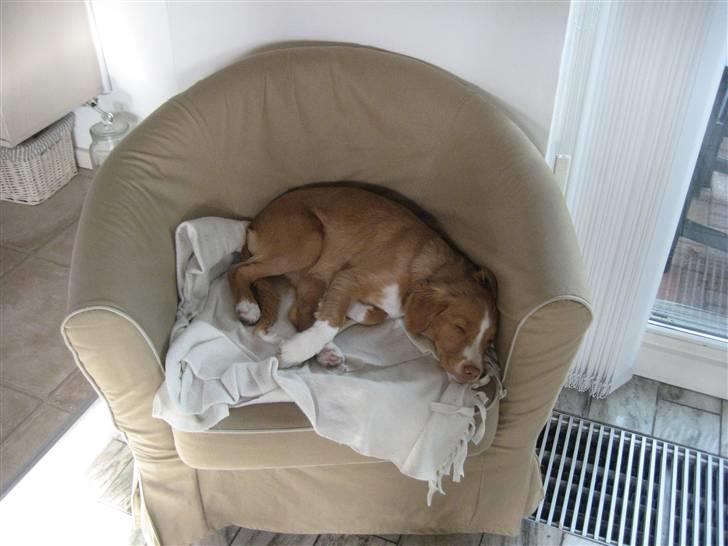 Nova scotia duck tolling retriever Molly - Uhmmm har fået min egen stol   :-) billede 13