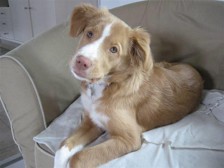 Nova scotia duck tolling retriever Molly - Så jeg frisk på og lege igen billede 14