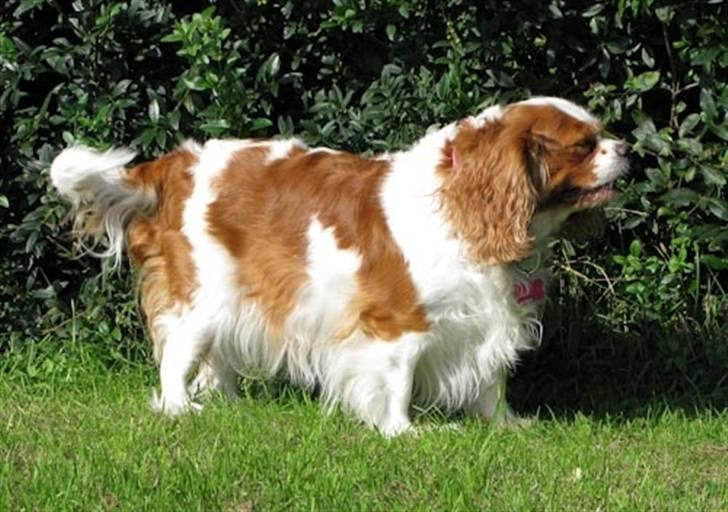 Cavalier king charles spaniel - Perle *RIP* - Velkommen til Perle´s profil ! Læg gerne en bedømmelse og kommentar =) billede 1