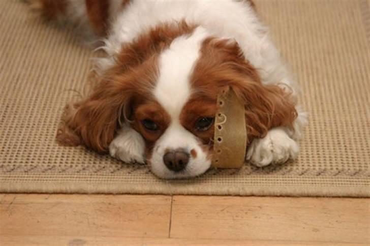 Cavalier king charles spaniel - Perle *RIP* - Perle´s kendte måde at ligge på .. :)  billede 2