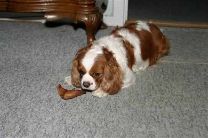 Cavalier king charles spaniel - Perle *RIP* - Med griseøre, tror jeg det er hun har fået .. :)  billede 3