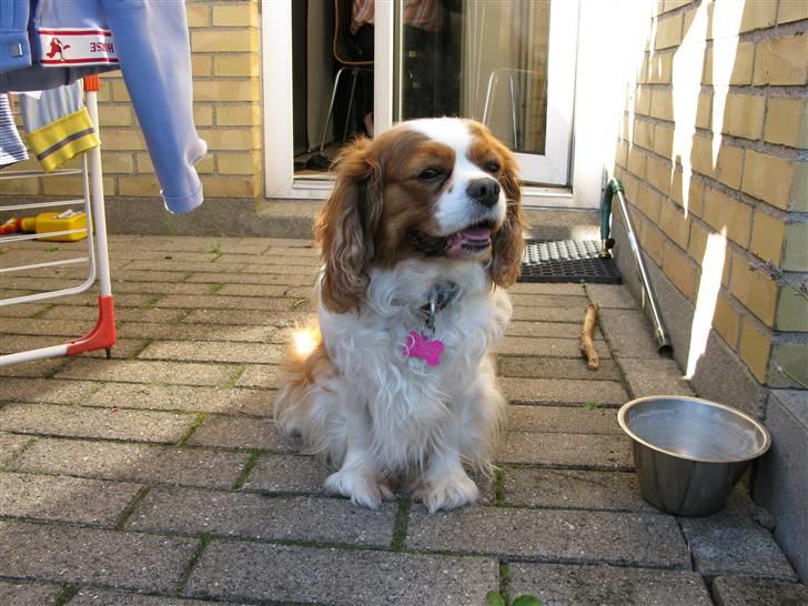 Cavalier king charles spaniel - Perle *RIP* - En meget glad Perle, fordi Max har fået ny legekammerat nemlig Bella.. :D hi hi ..  billede 4
