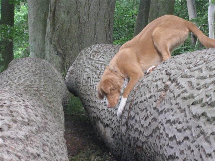 Nova scotia duck tolling retriever Molly - HOV... er det en mus jeg kan høre.... :-) billede 15