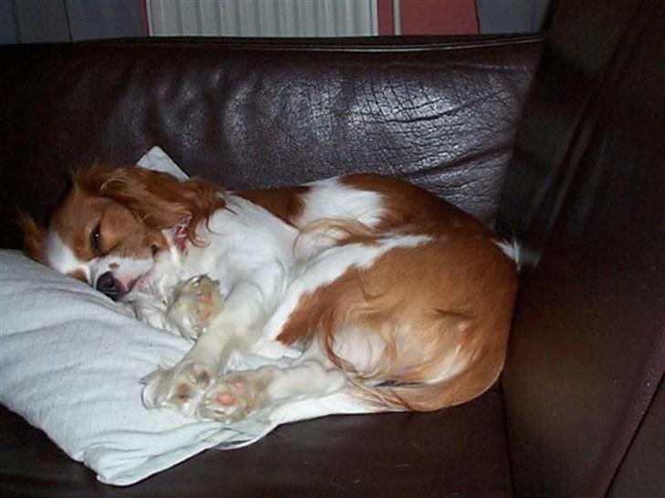 Cavalier king charles spaniel - Perle *RIP* - Perle som stor hvalp.. kan slet ikke huske at hun har været så lille .. :) billede 5
