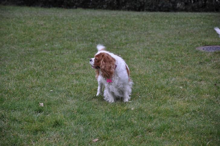 Cavalier king charles spaniel - Perle *RIP* - d. 16/3-09 Perle på græsplænen ..  billede 6