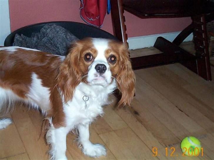 Cavalier king charles spaniel - Perle *RIP* - Som 1 årig igen..  billede 7