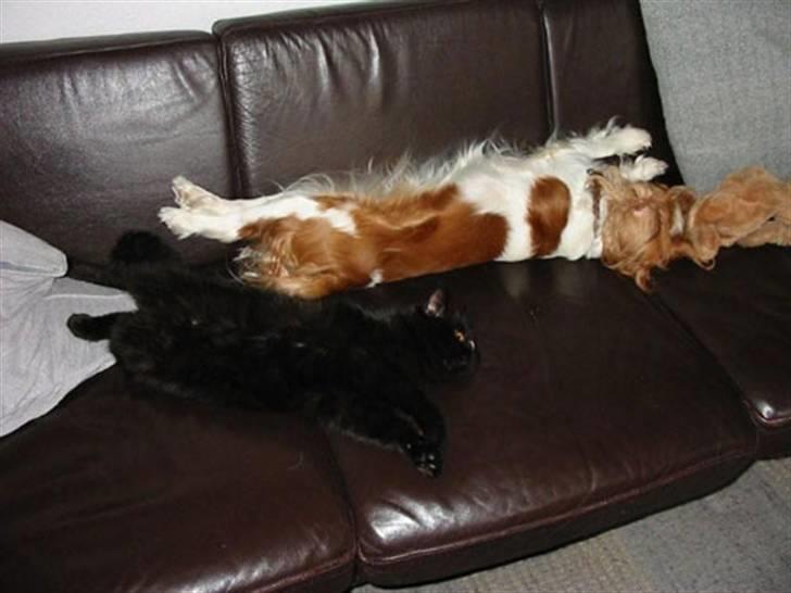 Cavalier king charles spaniel - Perle *RIP* - Flyder ud på sofa´en sammen med Rosita.. ;D  billede 8