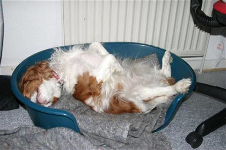 Cavalier king charles spaniel - Perle *RIP* - Uha.. Her er hun heller ikke så gammel.. Ligger og flyder i sin kurv.. :) Efter hård Nytårsaften..  billede 9