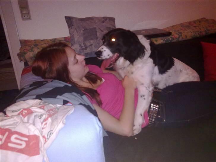 Blanding af racer Mollie TYKKE<3 - MOLLZIR+MOLLIE=ALTID&EVIGT<3 DU MIN ENGEL&JEG ELSKER DIG HUND <3 MIT ALT&ET/ENESTE ENE HUND.. VERDENS DEJLIGST PIGE !! MOLLIE <3 billede 1