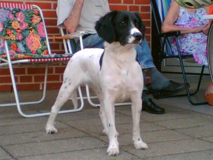 Blanding af racer Mollie TYKKE<3 - Da hun var slank & smuk (: billede 2