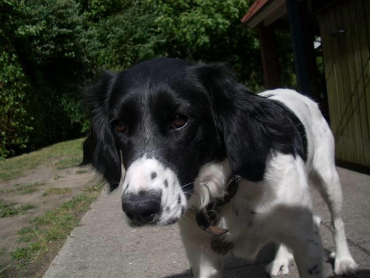 Blanding af racer Mollie TYKKE<3 - Hmm. Det skal overvejes (: <3 billede 3