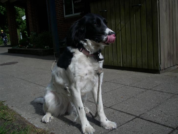 Blanding af racer Mollie TYKKE<3 - Mums <3 billede 4