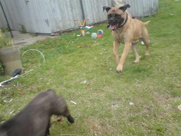 Bullmastiff cleopatra of mastiff. fie R.I.P. - jeg kan altså godt løbe. :) leger med min nye ven coby. billede 13