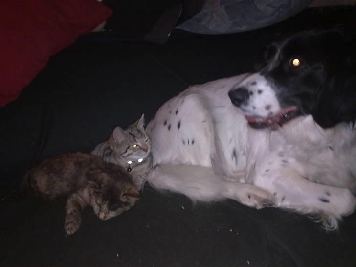 Blanding af racer Mollie TYKKE<3 - Mollie & mine 2 små katte (; billede 5