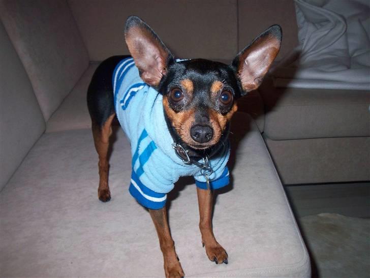 Prazsky krysarik Speedy - Det er dejligt med jakke på når det er koldt billede 11