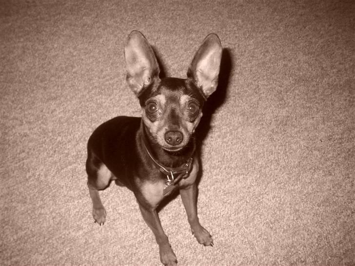 Prazsky krysarik Speedy - hejsa billede 12