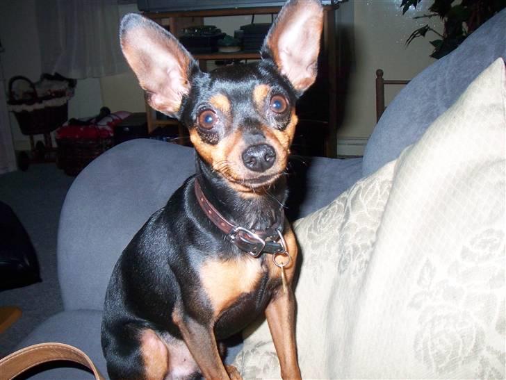 Prazsky krysarik Speedy - tit tit  her er jeg billede 13