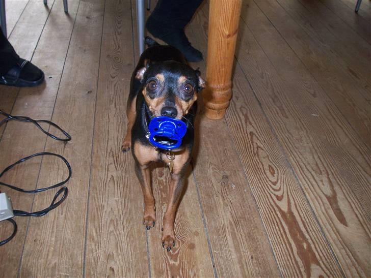 Prazsky krysarik Speedy - uhmmm der er ikke noget så godt som en lille sut billede 14