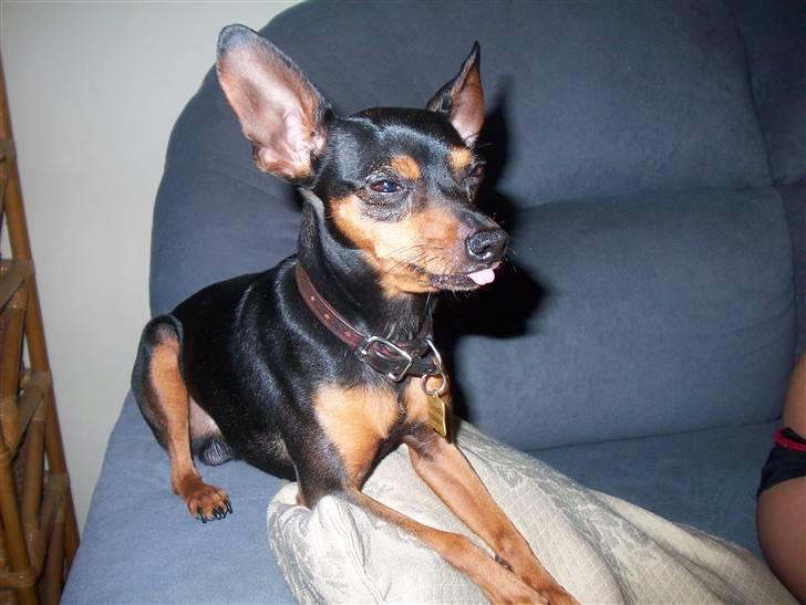 Prazsky krysarik Speedy - Nå ja lad mig lige kigge lidt billede 15