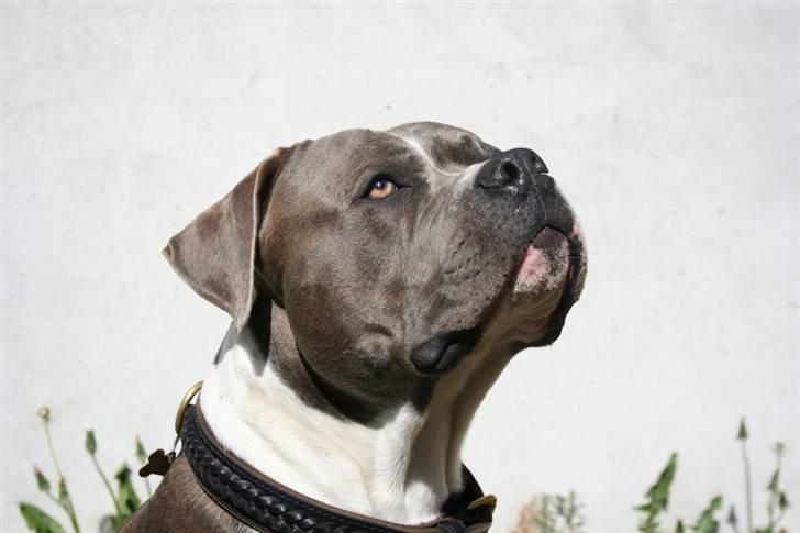 Blanding af racer Tass *RIP* billede 8